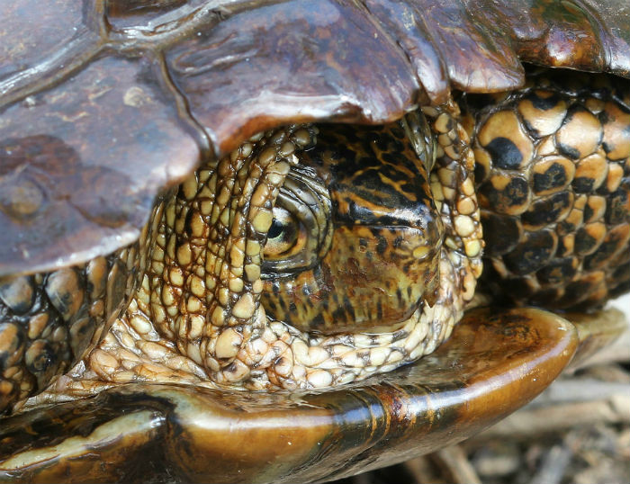Western Pond Turtle